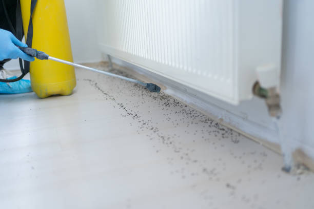 Best Local Pest Control Services  in Gurnee, IL